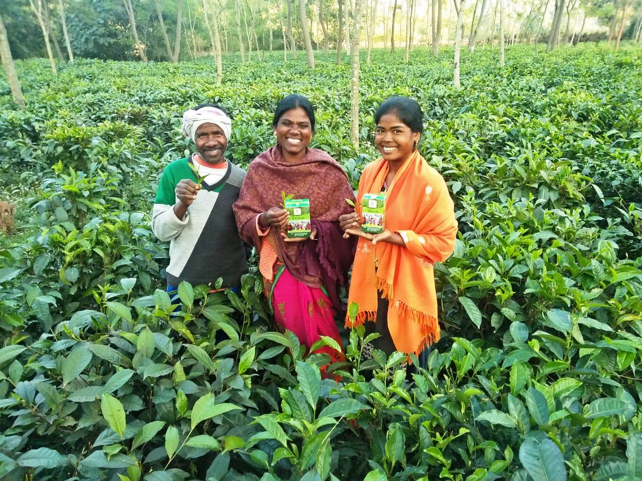 सफलता की कहानी : चाय बागान ने समूह की महिलाओं के जीवन में घोली मिठास