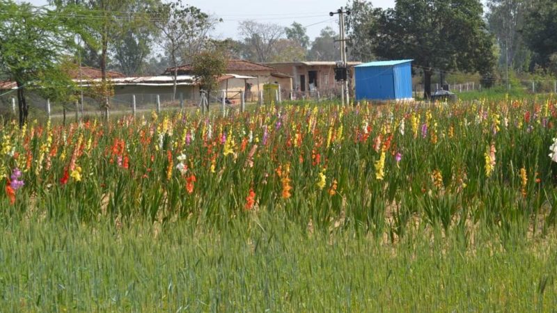 सफलता की कहानी : सूरजपुर के कृष्णपुर आदर्श गौठान में की गई  मनमोहक फूलों की खेती