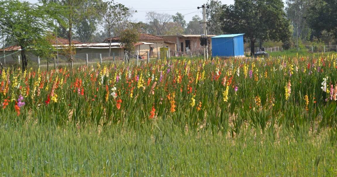 सफलता की कहानी : सूरजपुर के कृष्णपुर आदर्श गौठान में की गई  मनमोहक फूलों की खेती