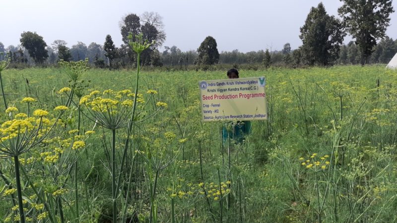 कृषि विज्ञान केंद्र प्रक्षेत्र सलका में सौंफ बीज का उत्पादन कार्यक्रम  पहाड़ी क्षेत्रों में मसाला वाली फसल के बीज उत्पादन रकबा बढ़ाने अनूठा पहल