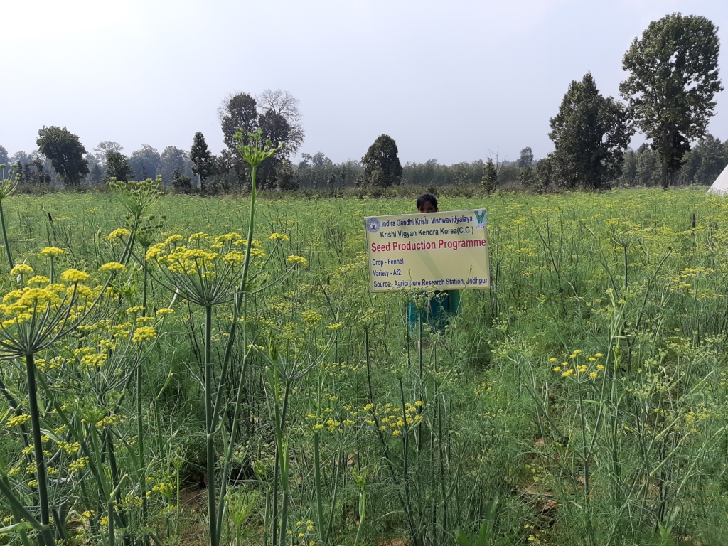 कृषि विज्ञान केंद्र प्रक्षेत्र सलका में सौंफ बीज का उत्पादन कार्यक्रम  पहाड़ी क्षेत्रों में मसाला वाली फसल के बीज उत्पादन रकबा बढ़ाने अनूठा पहल