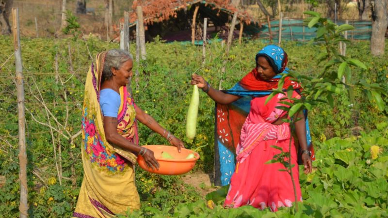 मेहनत से महिलाएं बदल रहीं हैं तकदीर….सामूहिक सुघ्घर बाड़ी बनी अतिरिक्त आय का जरिया 