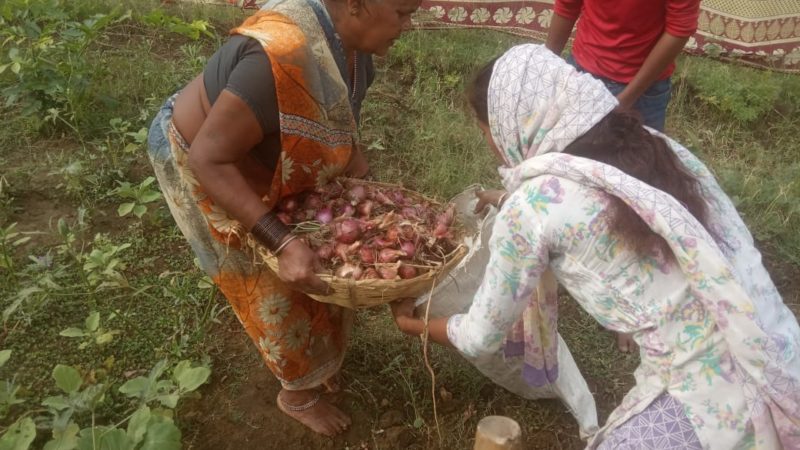 गोठान में लगाई सब्जी-भाजी लॉकडाउन में बना जीने का सहारा