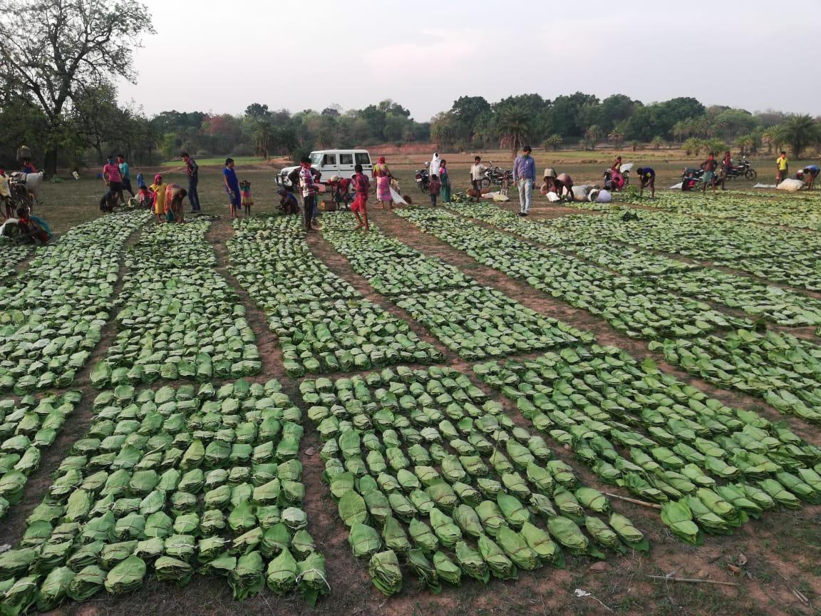 तेंदूपत्ता संग्राहकों का समय पर हो भुगतान: वन मंत्री श्री अकबर 