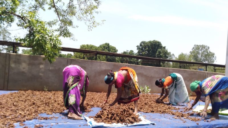 छत्तीसगढ़ में एक लाख क्विंटल से अधिक वनोपजों का संग्रहण