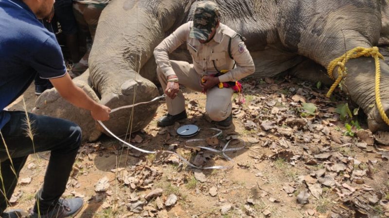 छत्तीसगढ़ का वन विभाग उत्पाती हाथियों को बिना बाहरी एक्सपर्ट के रेडियो कॉलरिंग में हासिल की सफलता