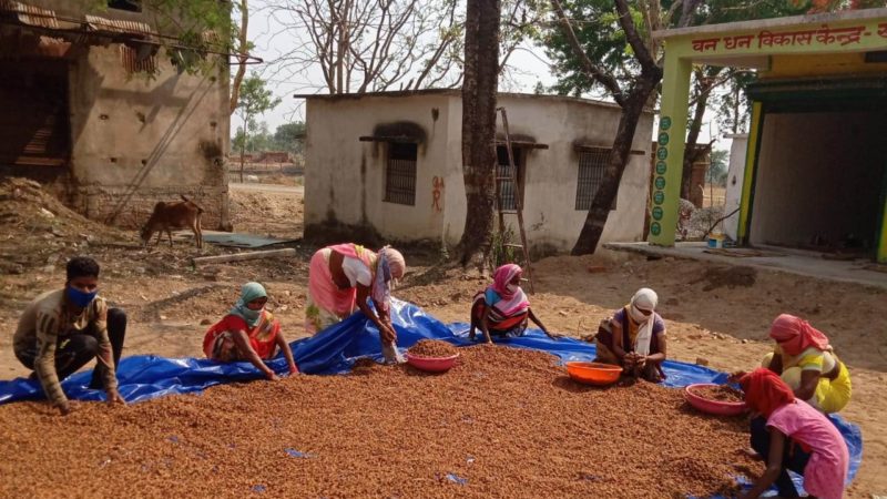 छत्तीसगढ़ ने एक बार फिर उल्लेखनीय उपलब्धि हासिल की देश में की सर्वाधिक लघु वनोपजों की खरीदी 