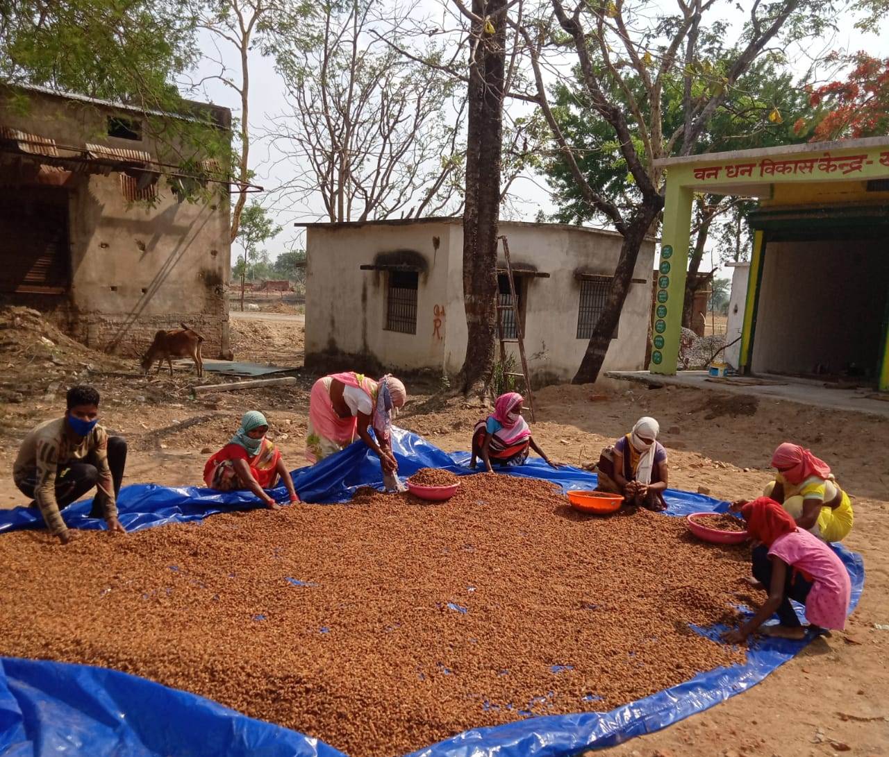 छत्तीसगढ़ ने एक बार फिर उल्लेखनीय उपलब्धि हासिल की देश में की सर्वाधिक लघु वनोपजों की खरीदी 