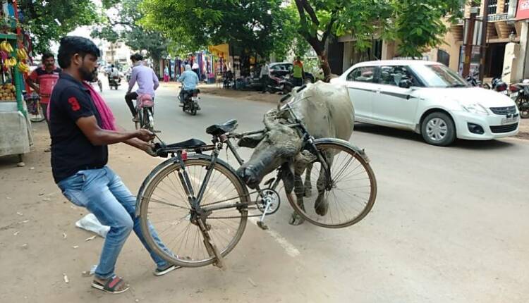 कीचड़ से लथपथ यह भैंस साईकिल से भिड़ गई