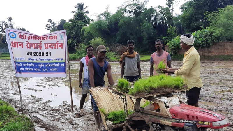 पैडी ट्रांसप्लांटर से धान रोपाई हुई आसान