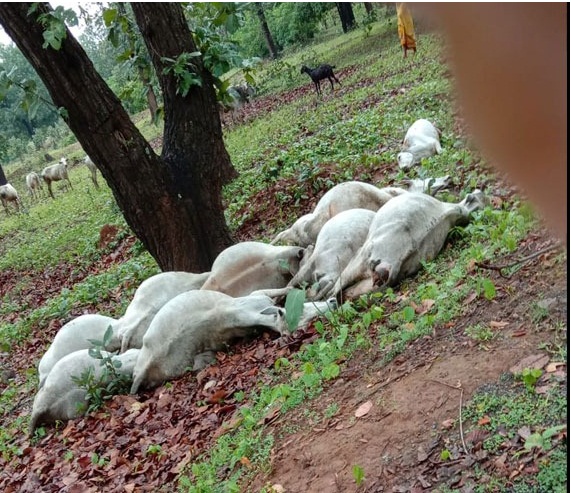 आकाशीय बिजली गिरने से 10 गाय- बैल मौत