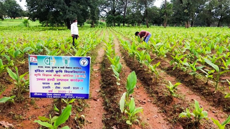 सफलता की कहानी : हल्दी ने किसानों के जीवन में बिखेरी खुशियों के रंग