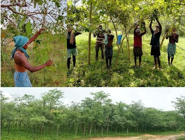 वनांचल के आदिवासी किसानों के लिए रेशम कीट पालन बना अतिरिक्त आय का जरिया