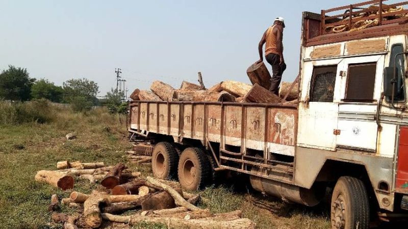 राजधानी के टाटीबंध में 10 लाख रूपए से अधिक मूल्य के खैर तथा तेंदू आदि प्रजाति के लकड़ी का गोला जब्त