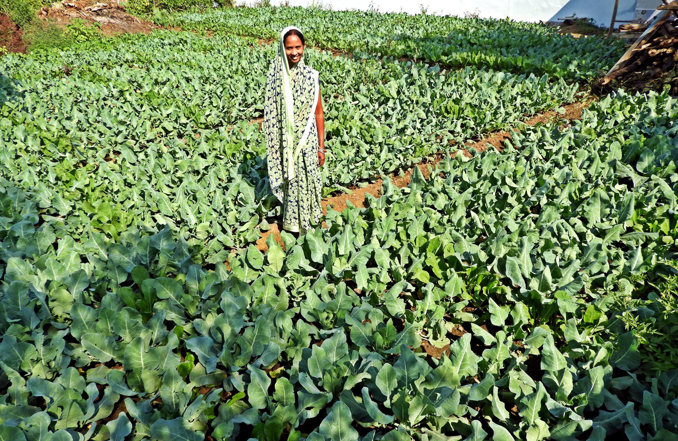 बाड़ी योजना से उमा पटेल को मिल रही अतिरिक्त आमदनी 