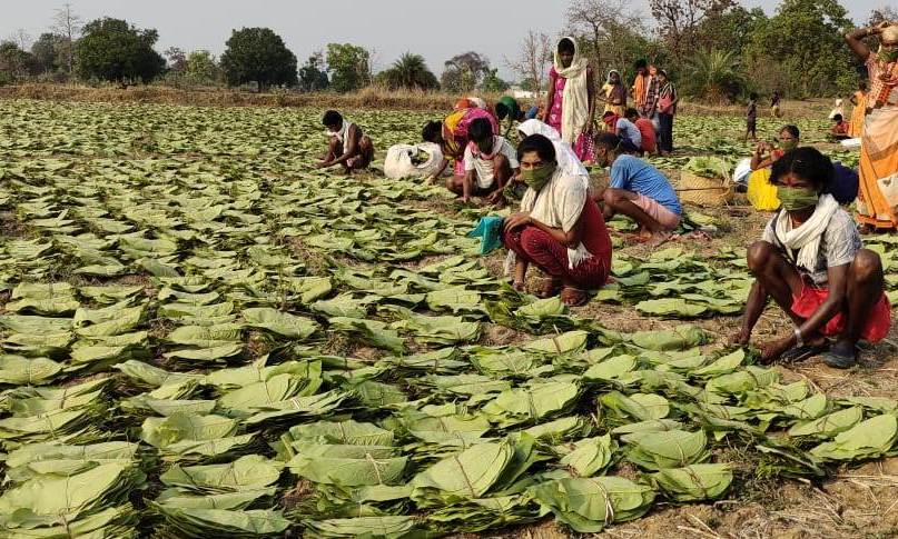 संग्राहकों को 405 करोड़ रूपए से अधिक की राशि भुगतान योग्य…कांकेर वनमंडल लक्ष्य का 84 प्रतिशत के साथ सबसे ऊपर