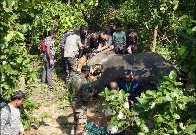 सूरजपुर वनमंडल में एक मादा हाथी का रेडियो कॉलरिंग सफलतापूर्वक संपन्न 