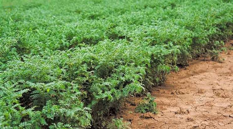 छत्तीसगढ़ में चने की खेती का बढ़ता क्रेज…एक साल में चने के रकबे में 52 हजार हेक्टेयर की रिकार्ड वृद्धि