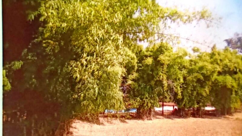 संवरेंगे बिगड़े बांस के वन….बिगड़े बांस वनों के सुधार योजना: वर्ष 2022-23 में 78 करोड़ रूपए से अधिक राशि का प्रावधान