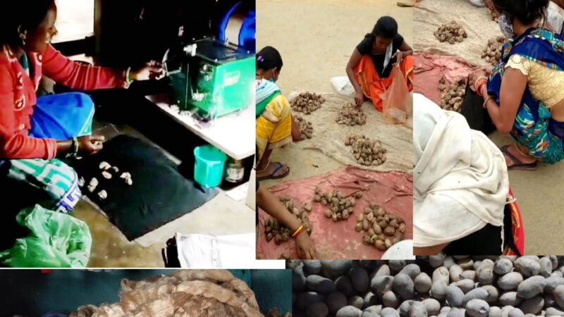 रेशमी धागों से संवर रही जिंदगी… बिहान में कोसा धागाकरण बना आय का जरिया