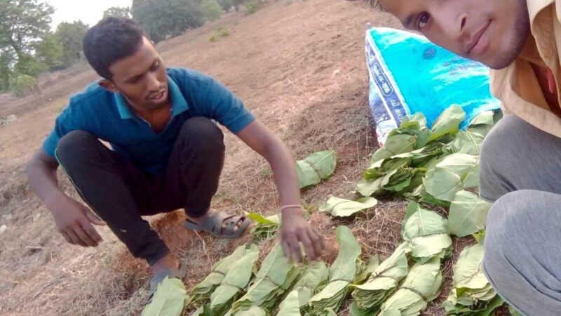 वनमंत्री श्री अकबर के मार्गदर्शन में तेन्दूपत्ता का संग्रहण लगातार जारी