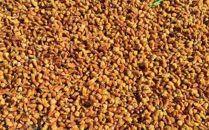 राज्य में  महुआ फूल (सूखा) का संग्रहण 31 मई तक