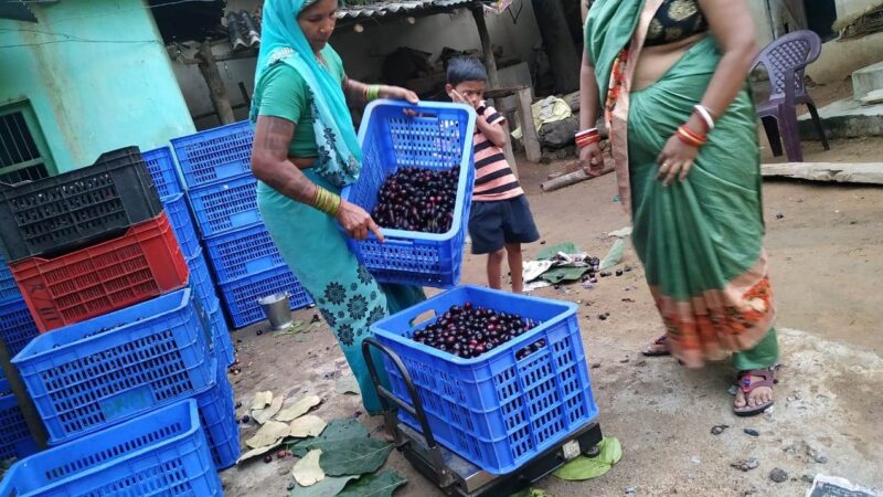 संग्रहित 815 क्विंटल जामुन से 60,000 लीटर जामुन जूस का होगा उत्पादन