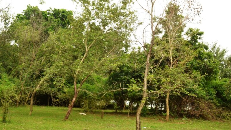 26 नदियों के तट पर लगाए गए 15 लाख से अधिक पौधे
