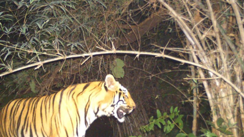 इन्द्रावती टायगर रिजर्व में मिला एक और बाघ : बाघों की कुल संख्या अब छः