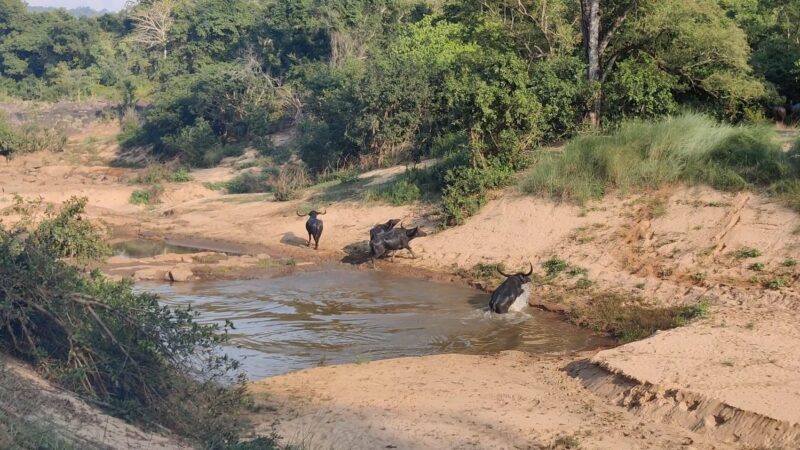 इंद्रावती टाइगर रिजर्व में दिखा वन भैंसों का झुंड