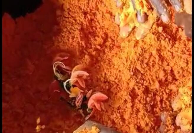 टेसू के फूलाें से तैयार कर रही हैं होली के रंग 