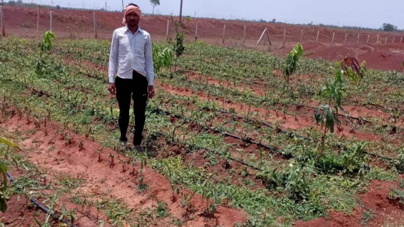 साग-सब्जी की खेती से महेश्वरी यादव की माली हालत हुई बेहतर