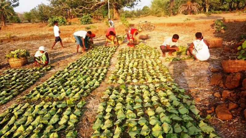 16.72 लाख मानक बोरा के लक्ष्य के विरूद्ध 3.19 लाख मानक बोरा संग्रहित