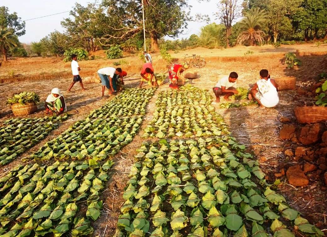 16.72 लाख मानक बोरा के लक्ष्य के विरूद्ध 3.19 लाख मानक बोरा संग्रहित