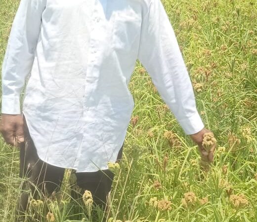 सफलता की कहानी :छत्तीसगढ़ मिलेट मिशन: बढ़ती डिमांड के चलते किसान ले रहे रागी की खेती में रूचि