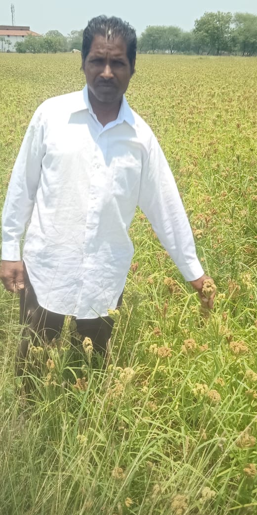 सफलता की कहानी :छत्तीसगढ़ मिलेट मिशन: बढ़ती डिमांड के चलते किसान ले रहे रागी की खेती में रूचि