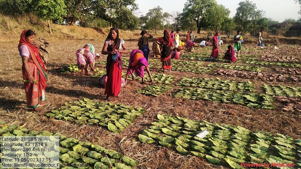 विशेष लेख: ‘‘तेंदूपत्ता संग्रहण 500 करोड़ रूपए से पार: संग्राहकों में बिखरी खुशियां अपार‘‘