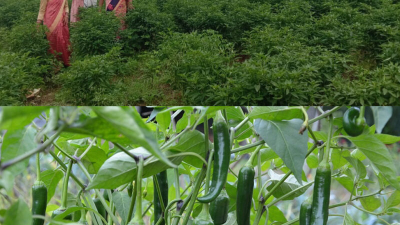 सफलता की कहानी :मिर्च की खेती से महिलाएं स्वरोजगार की राह पर