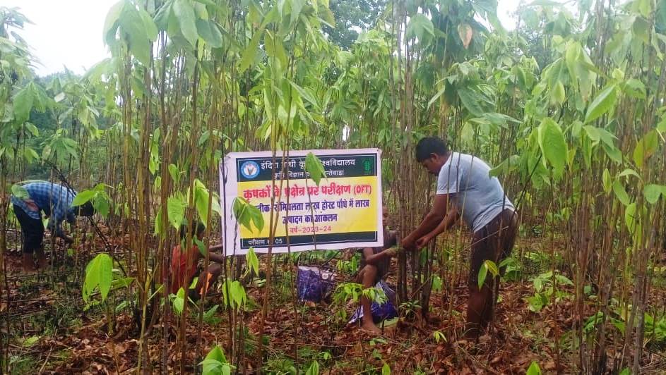 सेमियालाता के पौधे में लाख उत्पादन कर किसान हो रहे हैं समृद्ध