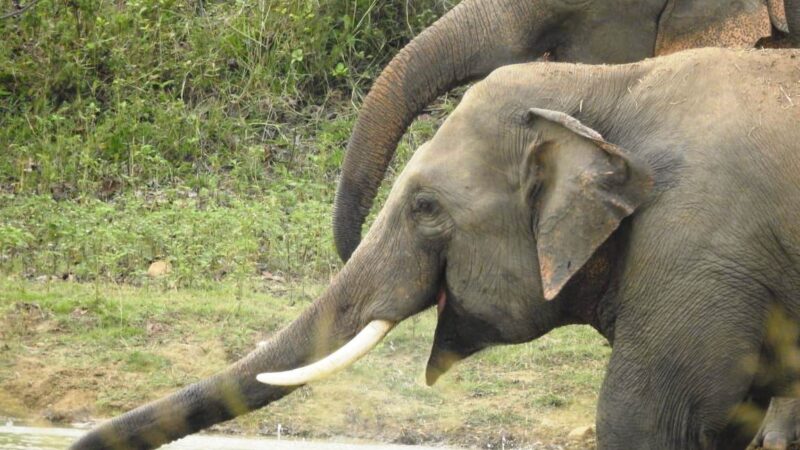 मानव-हाथी द्वंद पर नियंत्रण के लिए वन विभाग द्वारा विशेष मॉनिटरिंग