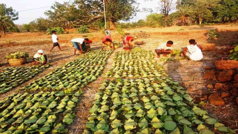 अब तेंदूपत्ता संग्रहण का नकद होगा भुगतान